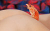 prawn red hot love